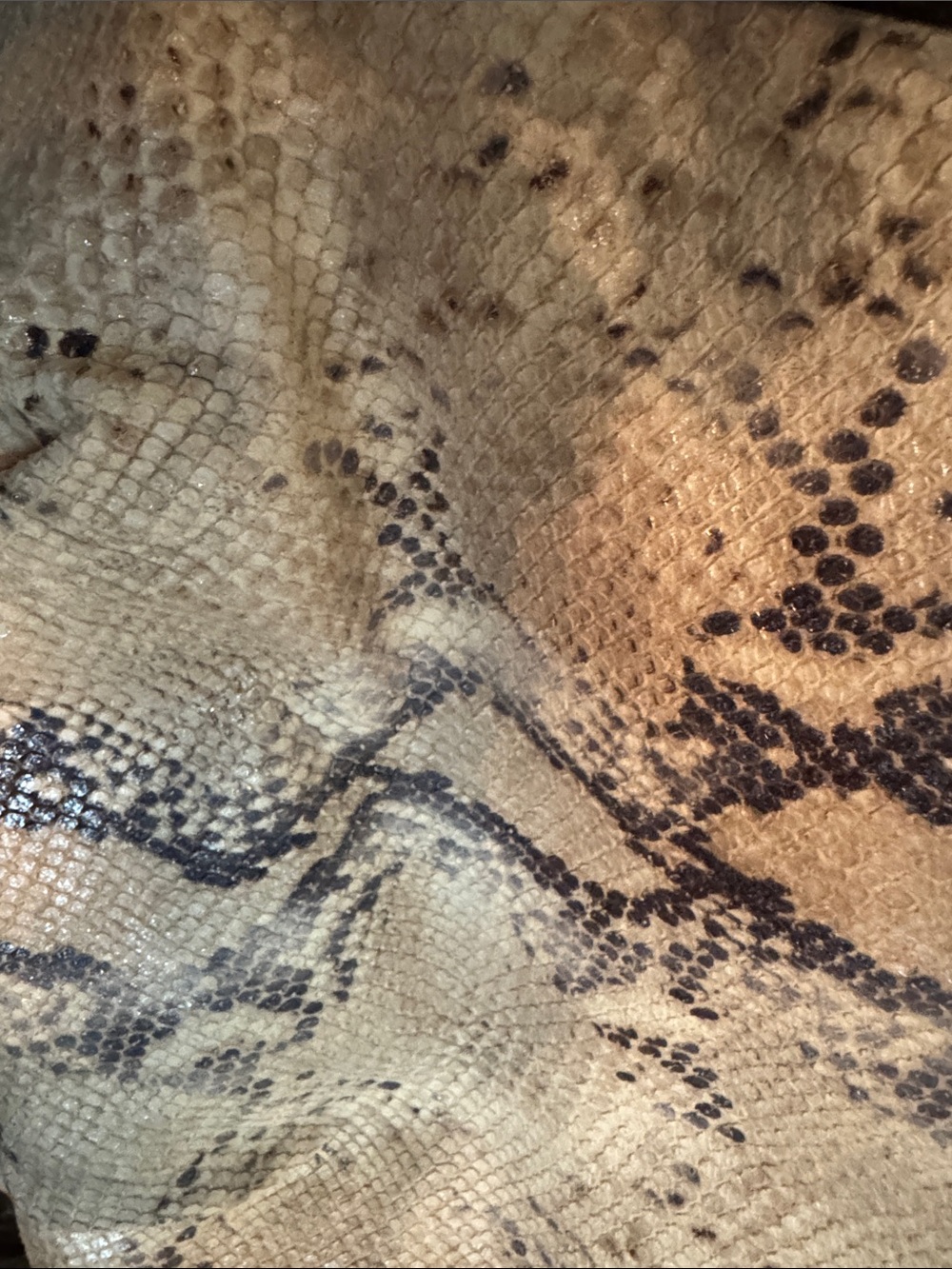 Coach Cream and Brown Snake-Print Leather Hobo Bag - Picture 6 of 10